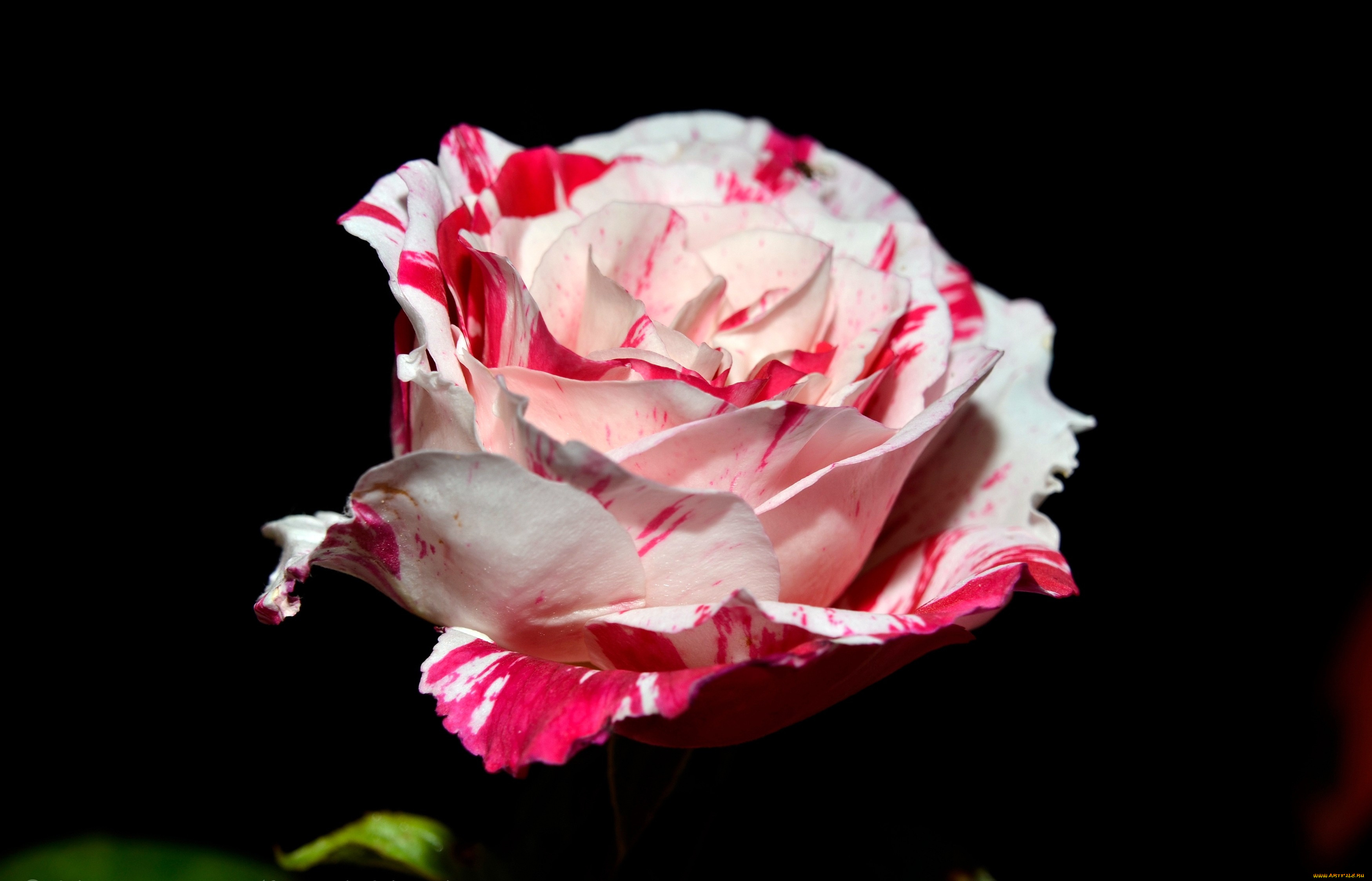 Розы бело красные название. Розы красные и белые. Бело розовые розы.